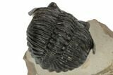 Detailed Hollardops Trilobite With Nice Eyes - Morocco #189992-2